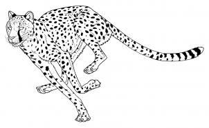 302x186 how to draw cheetahs, cheetah cat, step - Cheetah Running Drawing