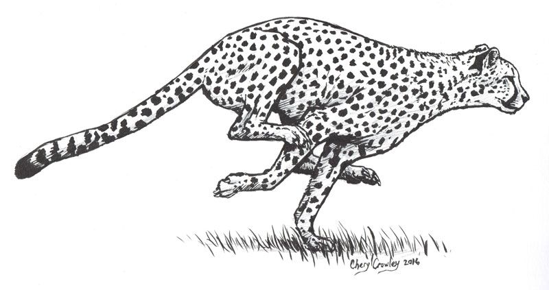 800x423 Ideas For The House Cheetah Tattoo - Cheetah Running Drawing