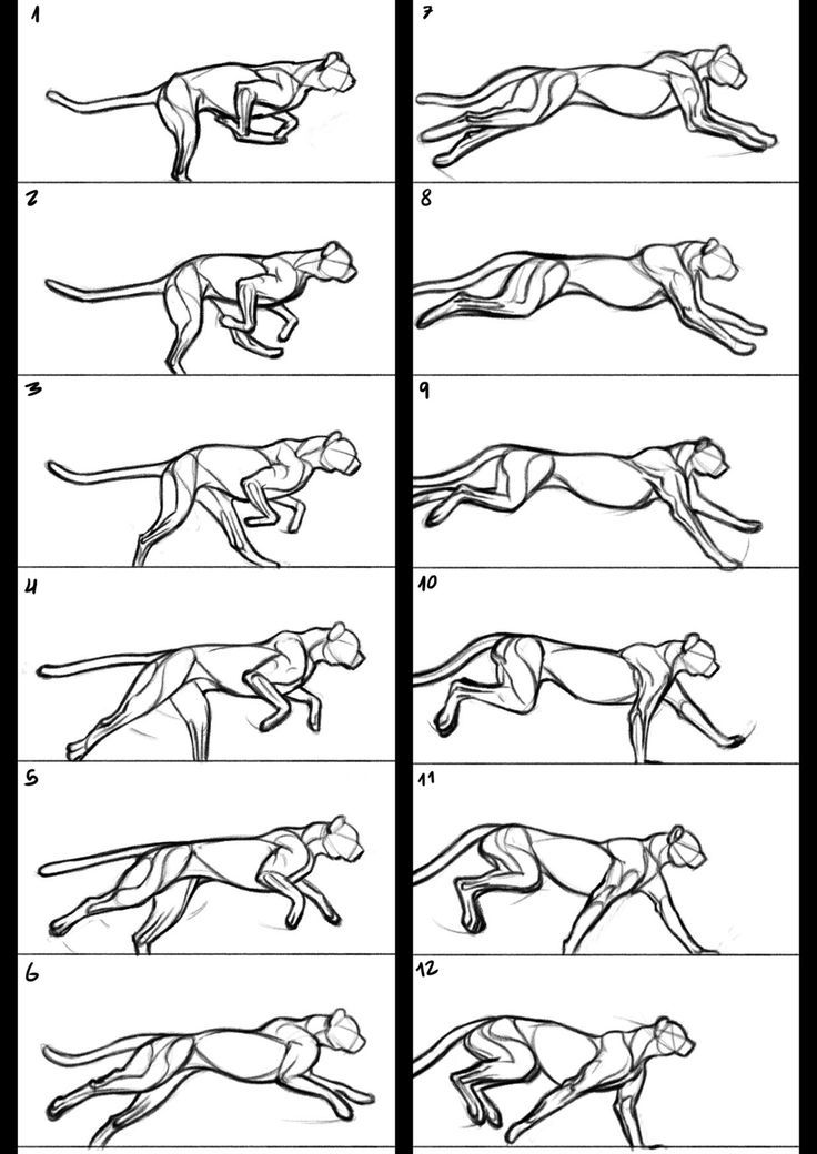 736x1040 Running Inspiration - Cheetah Running Drawing