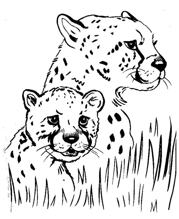 600x734 Running Cheetah Drawing Best Of Coloring Pages Stock - Cheetah Running Drawing