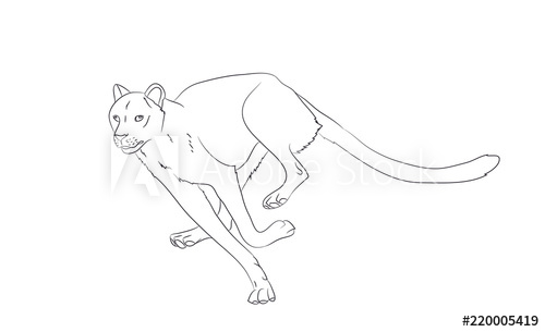 500x305 Cheetah Running, Drawing Lines, Vector - Cheetah Running Drawing