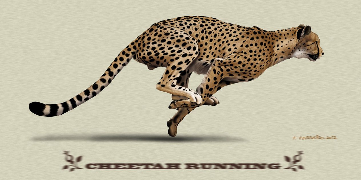 1264x632 cheetahs running drawing - Cheetah Running Drawing
