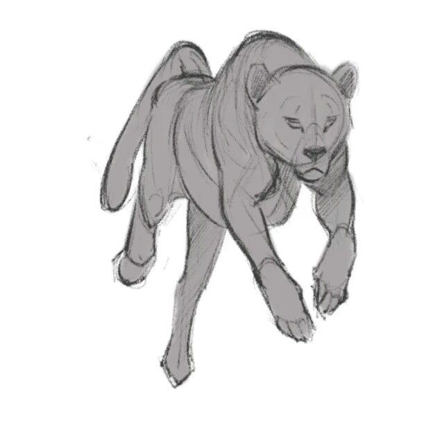 640x640 Animated A Cheetah Run For My Next How To Draw Big Cats Video - Cheetah Running Drawing