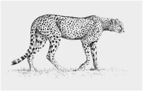 470x300 cheetah drawing tutorial awesome how to draw a cheetah running - Cheetah Running Drawing