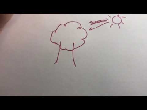 480x360 light energy is converted to chemical energy in carbon - Chemical Energy Drawing