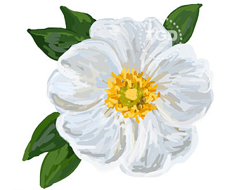340x270 cherokee rose etsy - Cherokee Rose Drawing