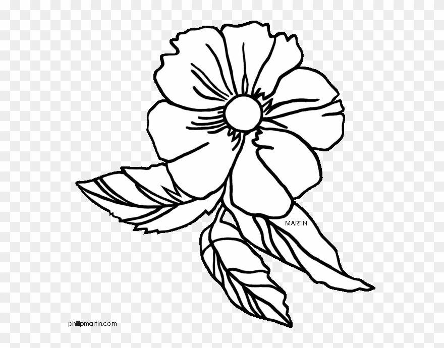 Cherokee Rose Drawing at Explore collection of