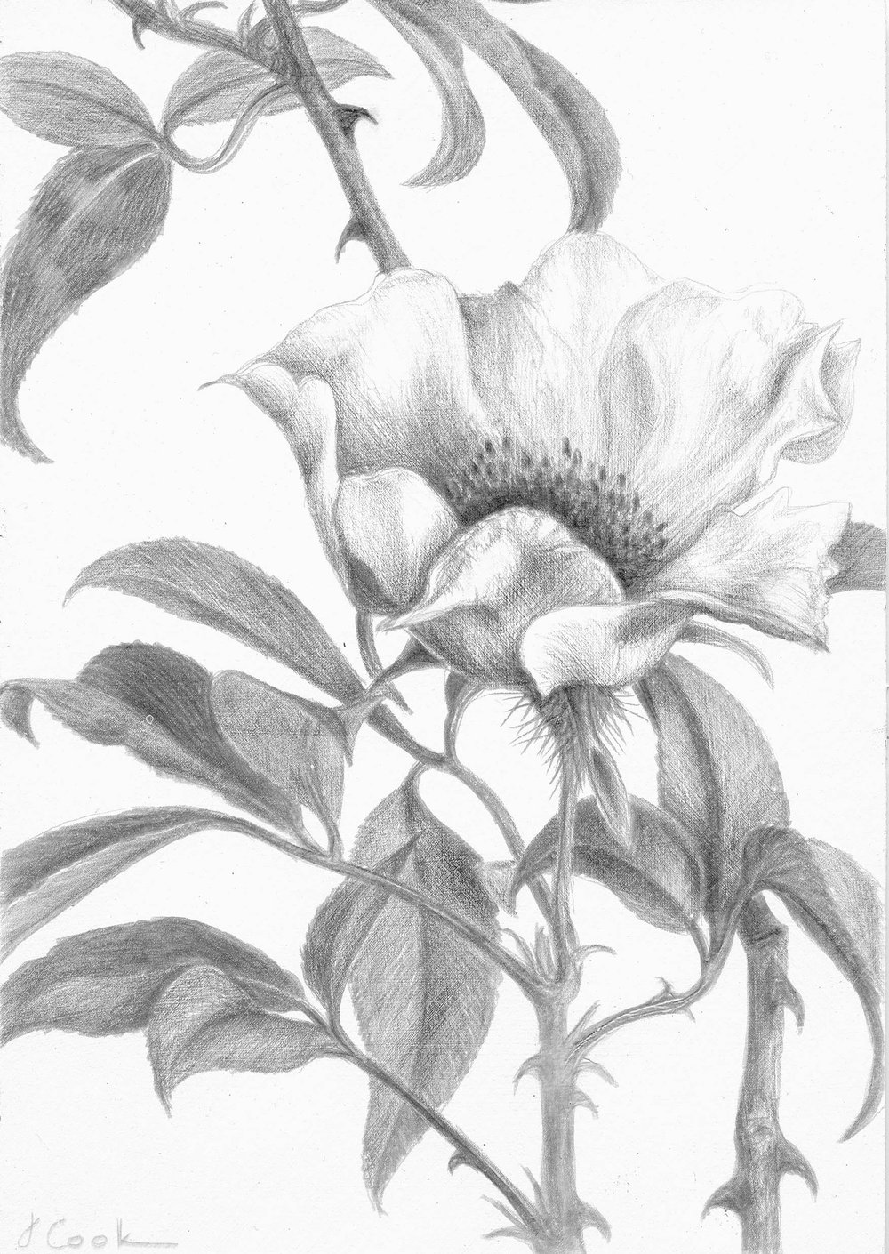 1000x1410 flora i jeannine cook - Cherokee Rose Drawing