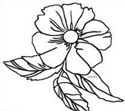 248x222 free cherokee rose clipart - Cherokee Rose Drawing