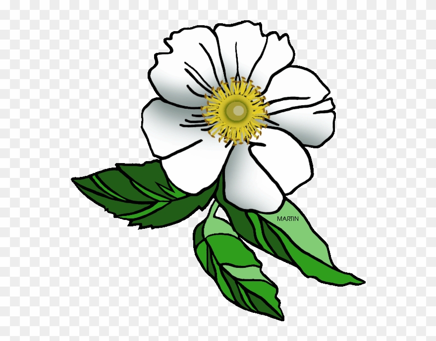 880x690 georgia state flower - Cherokee Rose Drawing
