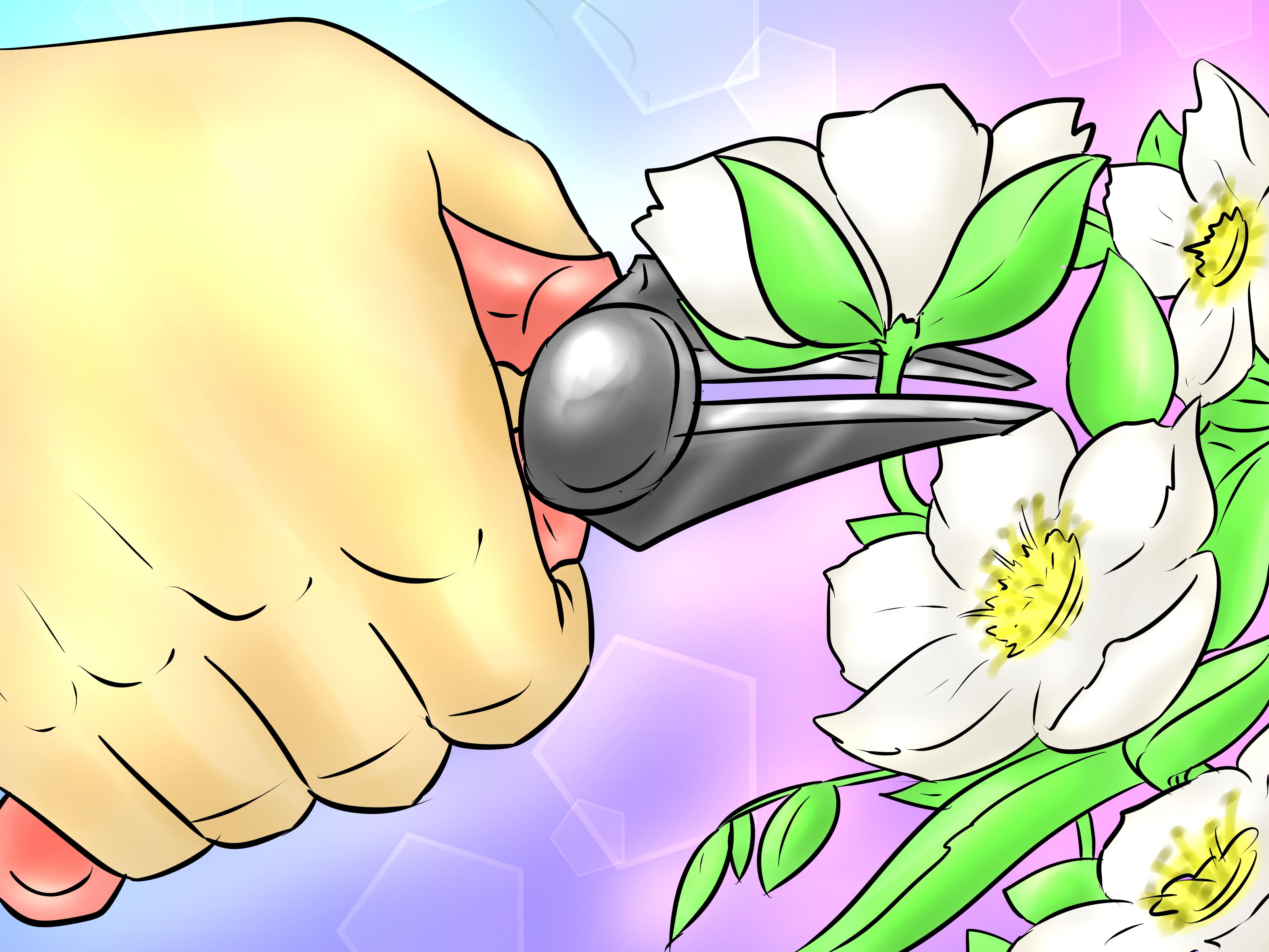 3200x2400 how to grow a cherokee rose steps - Cherokee Rose Drawing