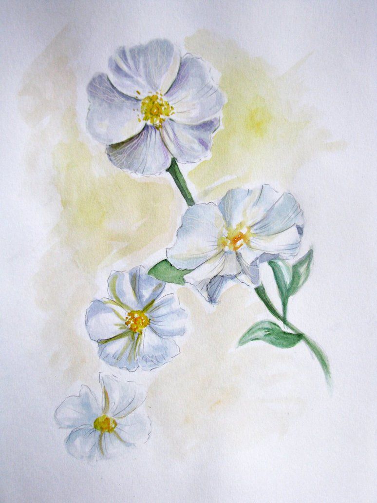 Cherokee Rose Drawing at Explore collection of