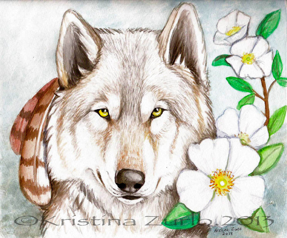 982x813 cherokee rose - Cherokee Rose Drawing