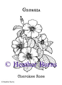 236x324 cherokee rose patterns on the lovely - Cherokee Rose Drawing
