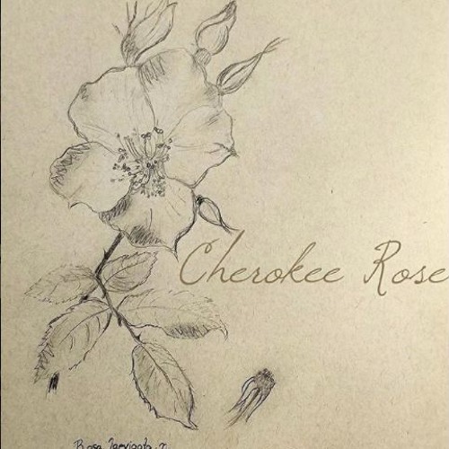 500x500 cherokee rose free listening on soundcloud - Cherokee Rose Drawing