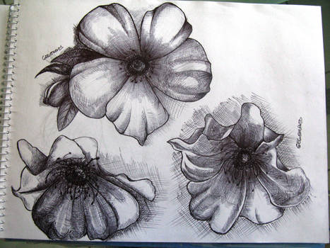 467x350 cherokee rose - Cherokee Rose Drawing