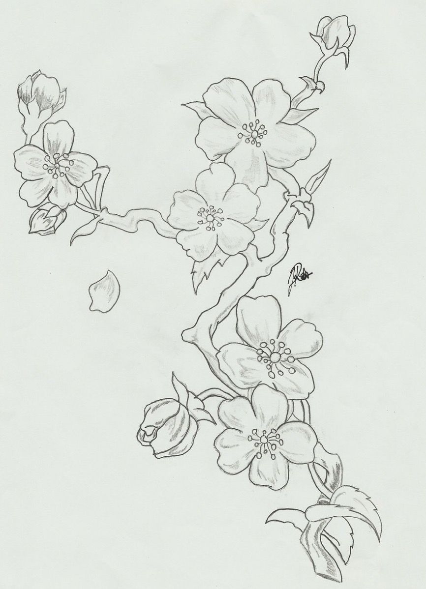 866x1198 cherry blossom branch art in drawings, cherry blossom - Cherry Blossom Branch Drawing