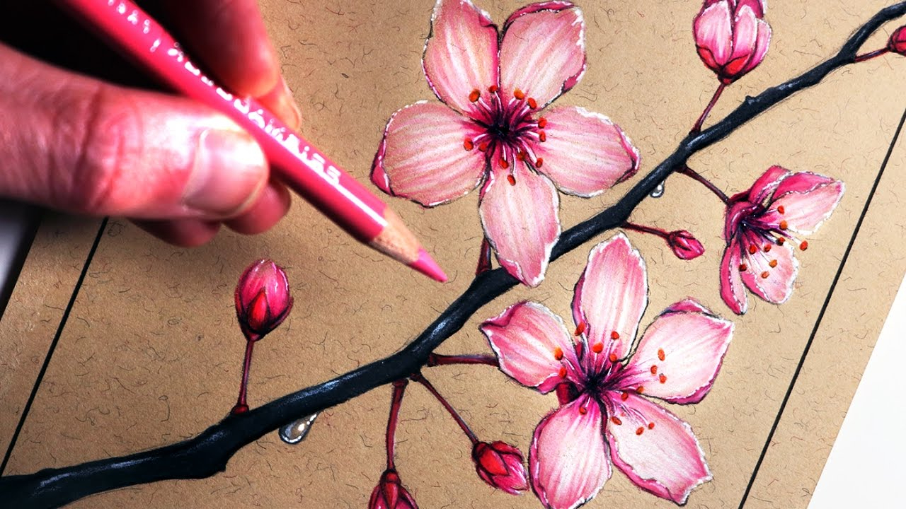 1280x720 colored pencil draw cherry blossom branch how to draw cherry - Cherry Blossom Branch Drawing