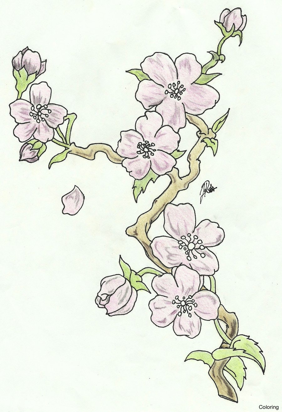 900x1315 Huge Collection Of 'cherry Blosson Drawing' Download More Than - Cherry Blossom Branch Drawing