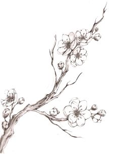 236x320 best cherry blossom drawing images murals, wall papers, wallpaper - Cherry Blossom Branch Drawing