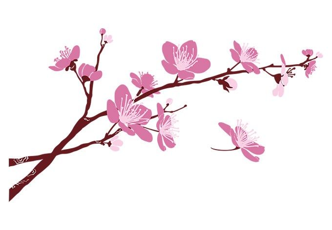 680x472 Cherry Blossom Branch Wall Decal Beautiful Floral Vinyl Decor Tree - Cherry Blossom Branch Drawing