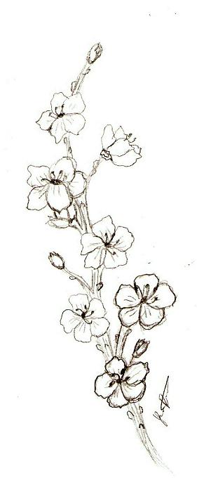 Cherry Blossom Branch Drawing At Paintingvalley Com Explore Collection Of Cherry Blossom Branch Drawing