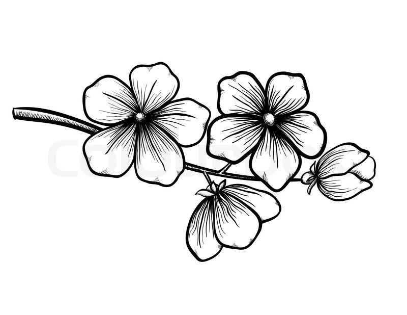 800x618 Cherry Blossom Drawing Black And White Style Free Image - Cherry Blossom Drawing