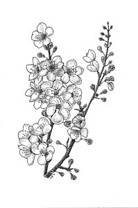 199x300 Cherry Blossems Drawing - Cherry Blossom Drawing