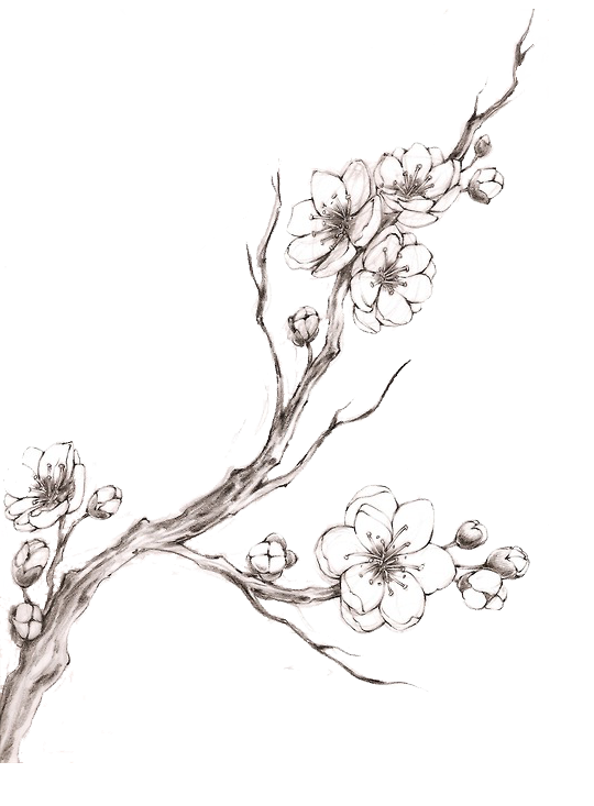 540x733 Cherry Blossom Drawing Drawing Skill - Cherry Blossom Drawing