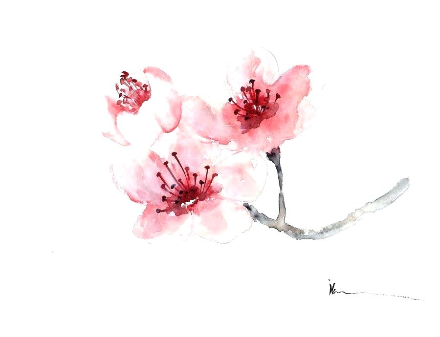 900x690 cherry blossom flower outline branch of cherry blossoms cherry - Cherry Blossom Drawing Outline