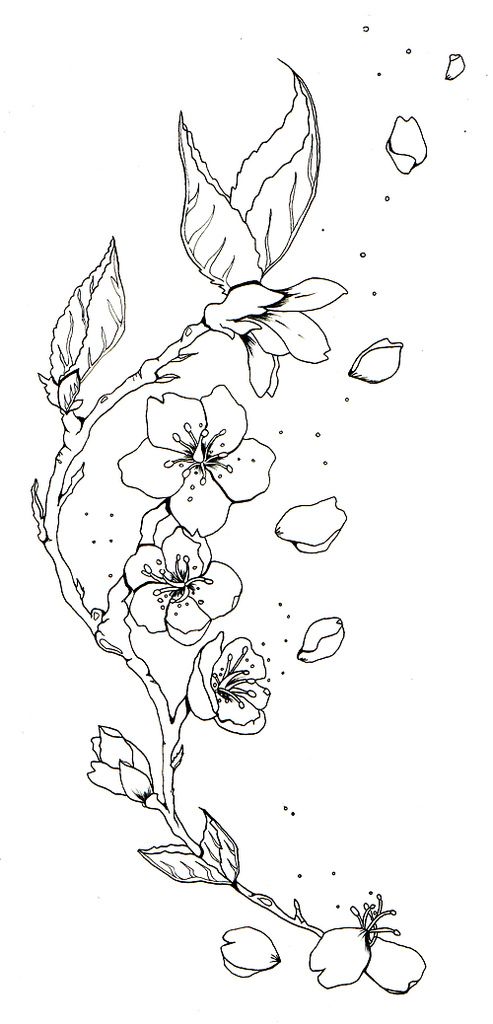 493x1024 cherry blossom sketch tattoos cherry blossom tattoo b w tattoos - Cherry Blossom Drawing Outline
