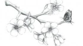 280x158 cherry blossom tree drawing outline the blouse - Cherry Blossom Drawing Outline