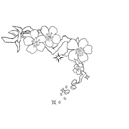 500x500 Cherry Blossom Outline Design Images - Cherry Blossom Drawing Outline