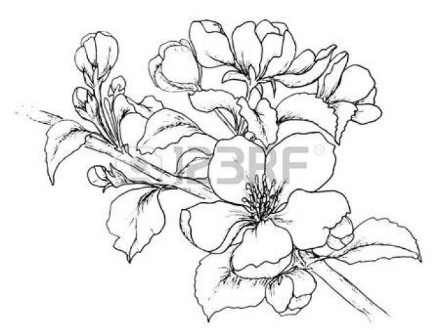 640x480 Drawn Cherry Blossom Outline - Cherry Blossom Drawing Outline