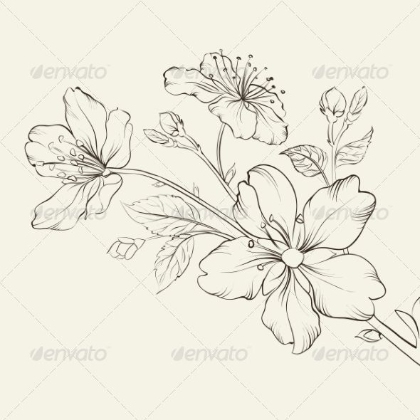 590x590 Flowers Drawings Cherry Blossom Flower Outline Dfiles - Cherry Blossom Drawing Outline