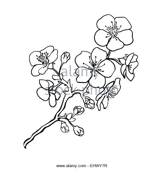 520x540 Free Lotus Flower Line Drawing Download Free Clip Art Free Clip - Cherry Blossom Drawing Outline