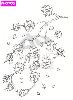 255x350 cherry blossom tree drawing cherry blossom tree drawing - Cherry Blossom Drawing Outline