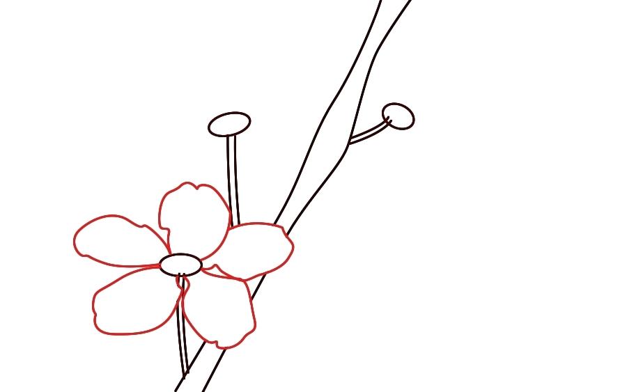 900x563 cherry blossom draw inspiration how to draw cherry blossoms - Cherry Blossom Drawing Outline