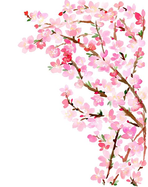 Cherry Blossom Drawing Tumblr