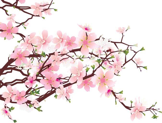 675x514 Cherry Blossom Tree - Cherry Blossom Drawing Tumblr
