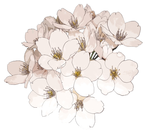 500x423 Collection Of Free Scientific Drawing Cherry Blossom Download - Cherry Blossom Drawing Tumblr