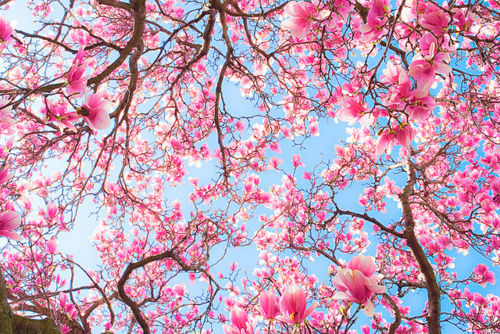 500x334 Gallery Tumblr Cherry Blossom - Cherry Blossom Drawing Tumblr