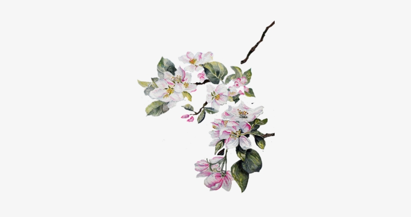 820x434 Paper Watercolor Painting Drawing Flower Png - Cherry Blossom Drawing Tumblr