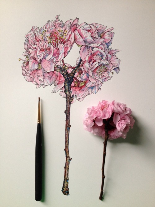 500x667 drawing illustration art artists on tumblr botanical noel badges - Cherry Blossom Drawing Tumblr