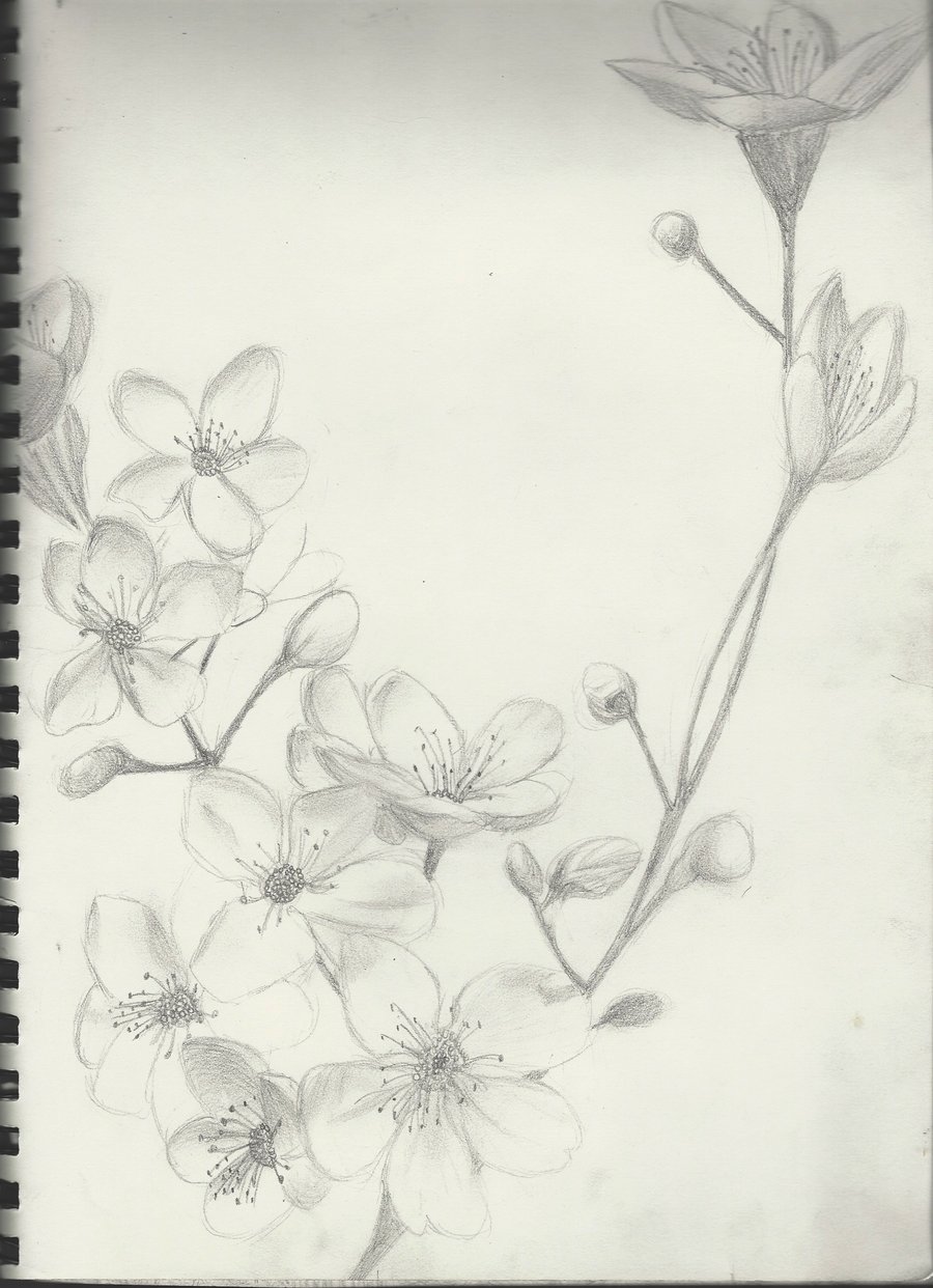 900x1242 Cherry Blossom Drawing Tumblr Pics Download - Cherry Blossom Drawing Tumblr