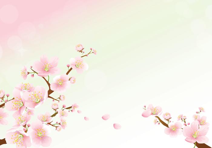 Cherry Blossom Drawing Wallpaper at PaintingValley.com | Explore ...