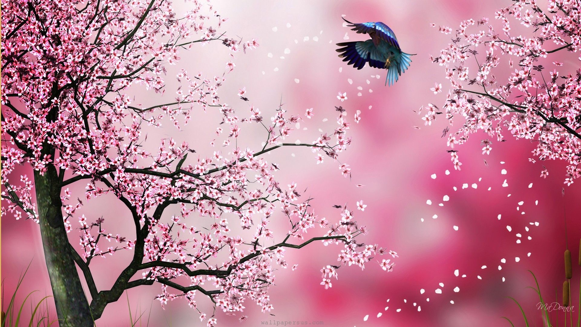 1920x1080 Drawn Cherry Blossom Desktop Wallpapers - Cherry Blossom Drawing Wallpaper