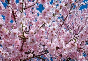 300x210 Nature Cherry Blossom Flower Drawing - Cherry Blossom Drawing Wallpaper