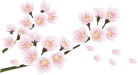 450x245 cherry blossoms - Cherry Blossom Drawing Wallpaper