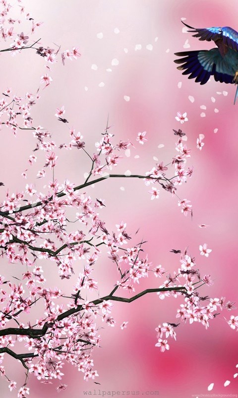 480x800 Cherry Blossom Flower Drawing Wallpaper Desktop Background - Cherry Blossom Drawing Wallpaper